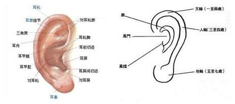 耳朵裡面長痣|耳朵不同部位長痣代表什麼，看看你是什麼命